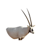 arabian oryx.png