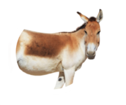 asiatic wild ass.png