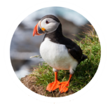 atlantic puffin.png