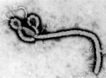 ebola-outbreak.jpg ebola-outbreak.jpg