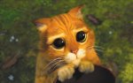 le-chat-po_le-chat-potte-2-5515807db5977.jpg