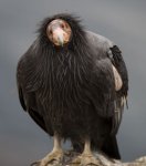 condor.jpg