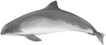 Porpoise.jpg