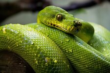 green-tree-python-1014229_1280-1-990x660.jpg