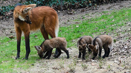loup-a-criniere-9-1.jpg