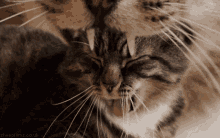 cat mouth.gif