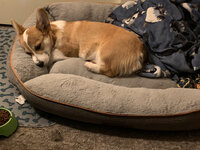 chloe_sleeping.jpg