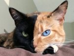 Non, cette photo n'a pas été retouchée. Ce chat (prénom Vénus) a bien u.jpg