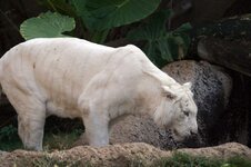 d5061060c0_50080508_tigre-albinos-xaviermarchant-stock-free-images.jpg