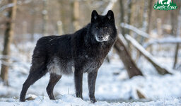 loup-noir-5_785x460_1x.jpg