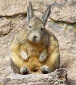 viscacha.jpg