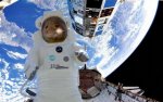 Space-Mouse-Astronaut-755451-620x386.jpg