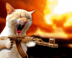 crazy-cat.png
