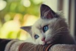161147-cats-lonely-cat.jpg