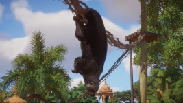Binturong.png