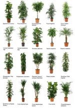 common+office+plants+2.jpg