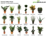 common+office+plants.jpg
