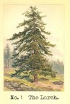 the_larch.jpg