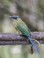 Andean_motmot_(Momotus_aequatorialis_aequatorialis)_Las_Tangaras.jpg