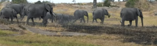 Elephant in Grumeti.png