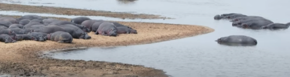 Hippo in Grumeti.png