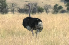 Ostrich in Grumeti.png