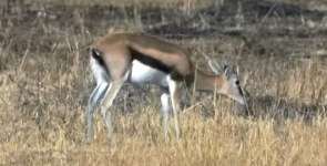 Thompsons Gazelle in Grumeti.png