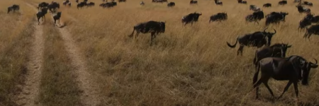 Wildebeest in Grumeti.png