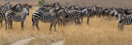 Zebra in Grumeti.png