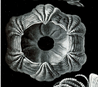 Barnacle.PNG