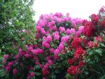 Garden_with_Rhododendrons.jpg