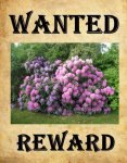 elite_wanted.jpg