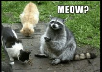 meow-35807725.jpg