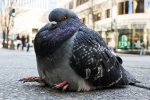 fat pidgeon.jpg
