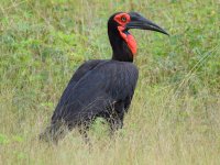 Southern ground hornbill.jpeg