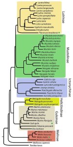 mustelidae.jpg