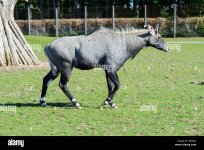 nilgai-boselaphus-tragocamelus-largest-asian-antelope-blair-drummond-safari-park-near-stirling...jpg