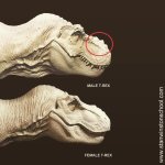 so-this-confirms-that-the-tyrannosaurus-rex-is-a-male-v0-fz80czzskl3f1.jpg