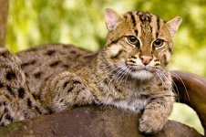 Fishing Cat.jpg