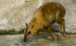 Greater Mouse-deer.jpg