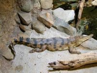 West African Slender-snouted Crocodile.jpg