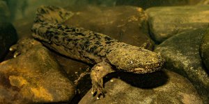 Hellbender Salamander.jpg