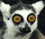 1135148-eyes.gif
