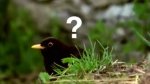 birds.jpg