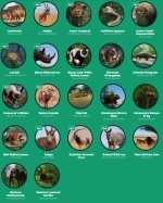 Critically Endangered.jpg