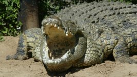 05-25-nile-crocodile-florida.jpg
