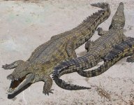 NileCrocodile (1).jpg