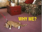 Why+me++my+owner_9563a2_3115986.jpg