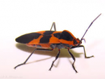 bug.png