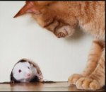 Cat mouse 01.jpg